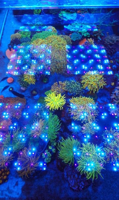 Peets Reef unter Staufenberg, 